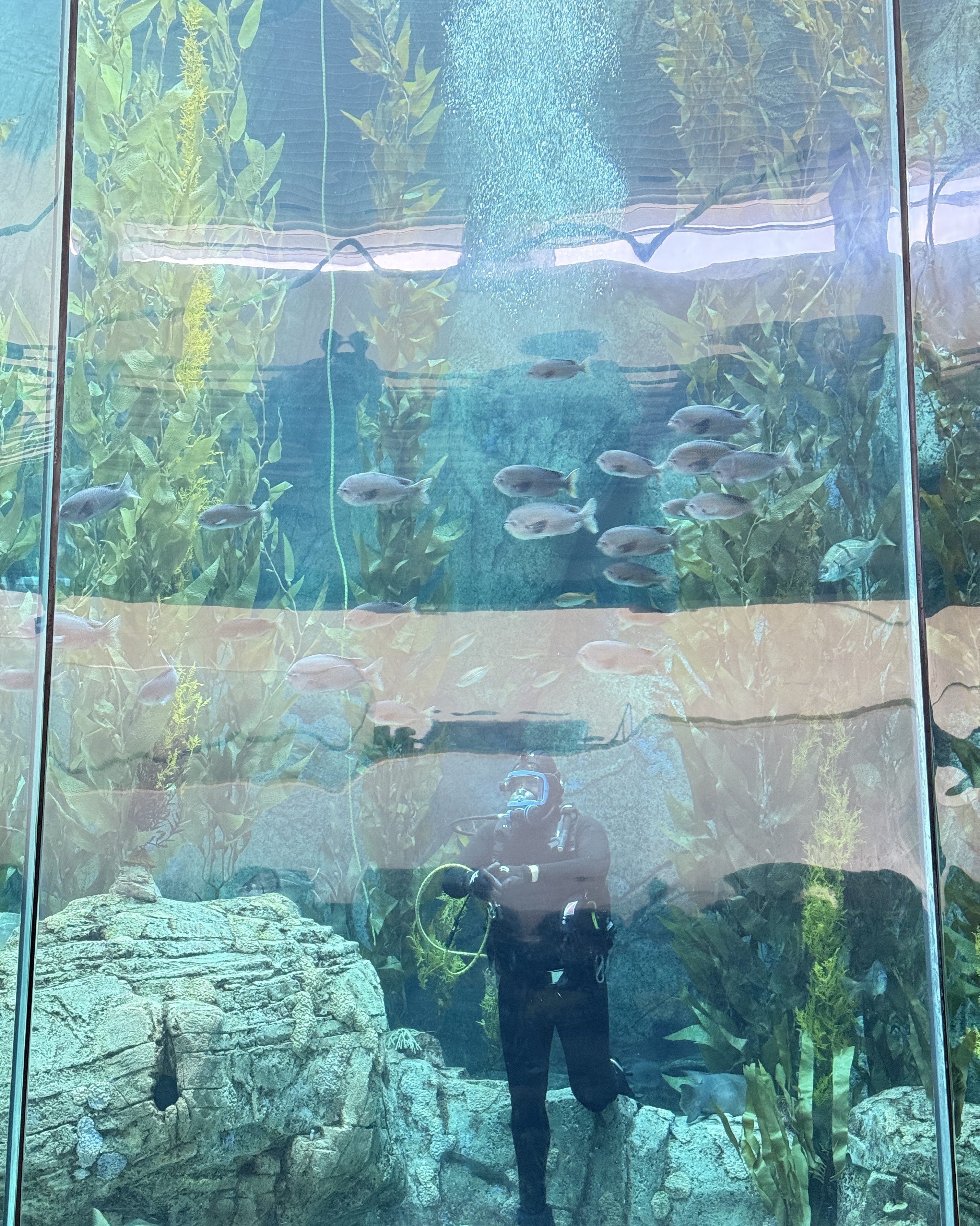 Aquarium of the Pacific