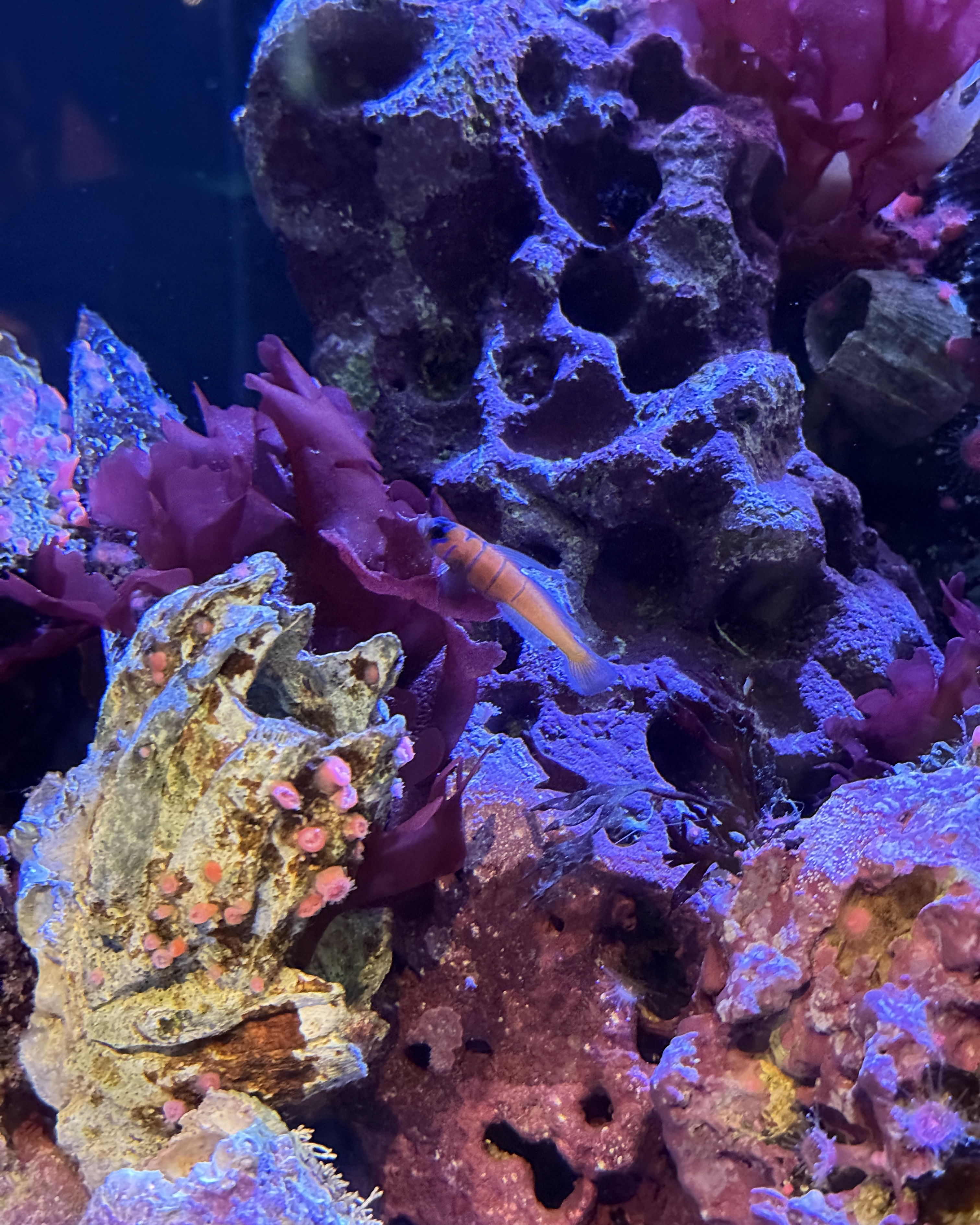 Aquarium of the Pacific